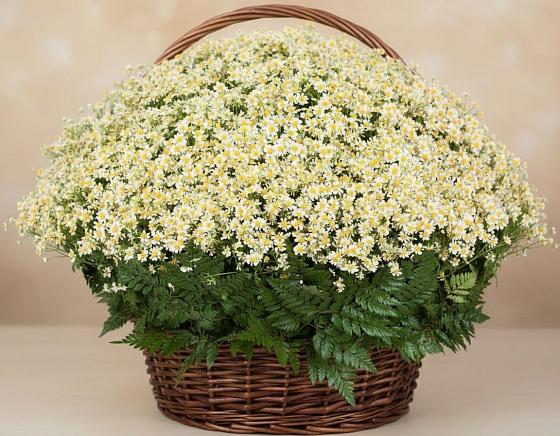 Цветочная композиция из Ромашки в корзине в Кузнечиках