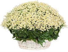 Цветочная композиция из Ромашки в корзине #REPLACE_PRED# Кузнечиках